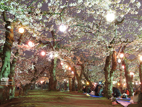 鮮やかな五稜郭公園の夜桜　／函館フォト散歩壁紙