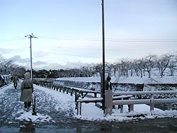 一夜明けたら雪。