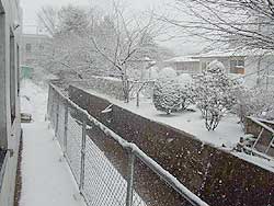 雪ですね〜。