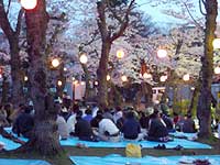 桜がみごろです。
