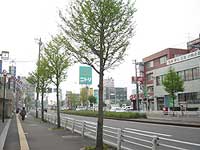 街路樹もみどりっと・・・