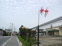 うろこ雲と風車。