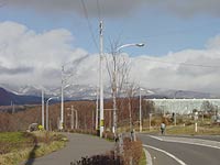 雪、降らないですねー