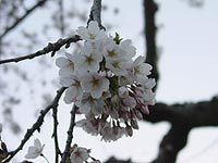 開花!