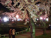 夜桜もきれいですね。