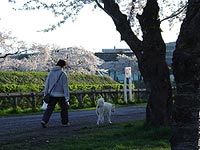 まだ咲いてま〜す!