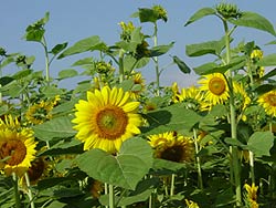 いや〜夏ですね〜!