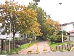 早くも色づく木々。