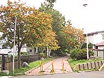 早くも色づく木々。