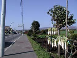 そんな季節よね。