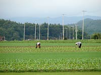 今年の出来はど〜っすか?