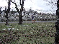 冬枯れの五稜郭公園。