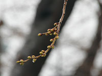 桜のつぼみ