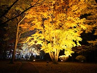 香雪園の紅葉ライトアップ!