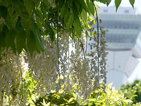五稜郭公園の藤棚
