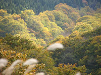 紅葉の季節が近づいてきました