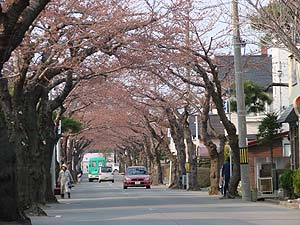 開花間近
