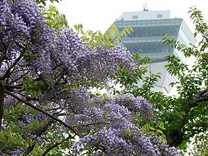 ふじの花が満開近いですね。
