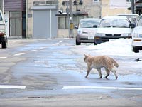 雪国の猫