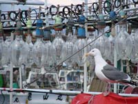 集魚灯にはカモメも集まる。。。