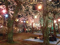 夜桜ジンギスカン〜!