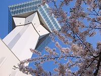 お花見日和でした。