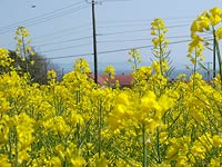菜の花満開〜