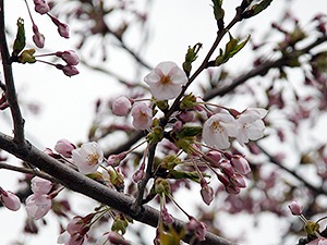 昨日の函館市内の桜