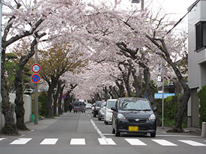桜ヶ丘通り、満開!