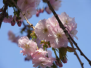 森町の堀井緋桜