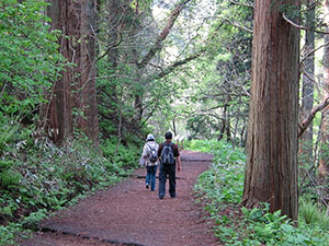 新緑の登山道