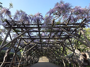 五稜郭公園の藤棚
