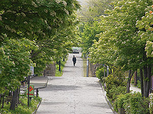 緑がモサモサ