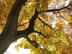 函館市内の紅葉はまだ楽しめます