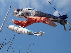 こいのぼり、春空に泳ぐ