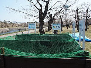 花見会場の準備が進行中