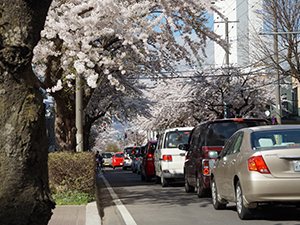 お花見渋滞