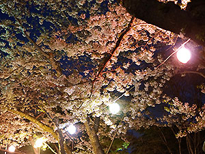夜桜見物行ってきました。