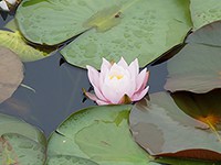 五稜郭公園のスイレンの花