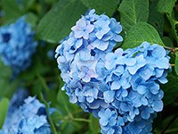 雨の夏