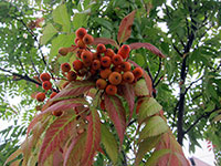 塩害?早い紅葉?