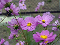 花を楽しめるのもあと少しかな。