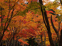 今年の紅葉はアタリかも