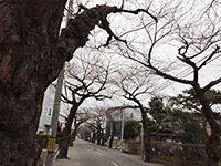 満開の桜まであと3週間