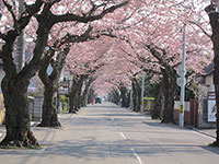 桜ヶ丘通り5〜7分咲き?