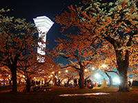 五稜郭公園の夜桜