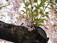 桜の季節は一瞬