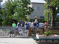 もうすぐ函館競馬開幕!