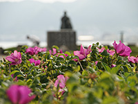 はまなすの花が見頃なような