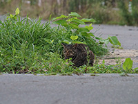 函館は猫の街…ですけどね…!
